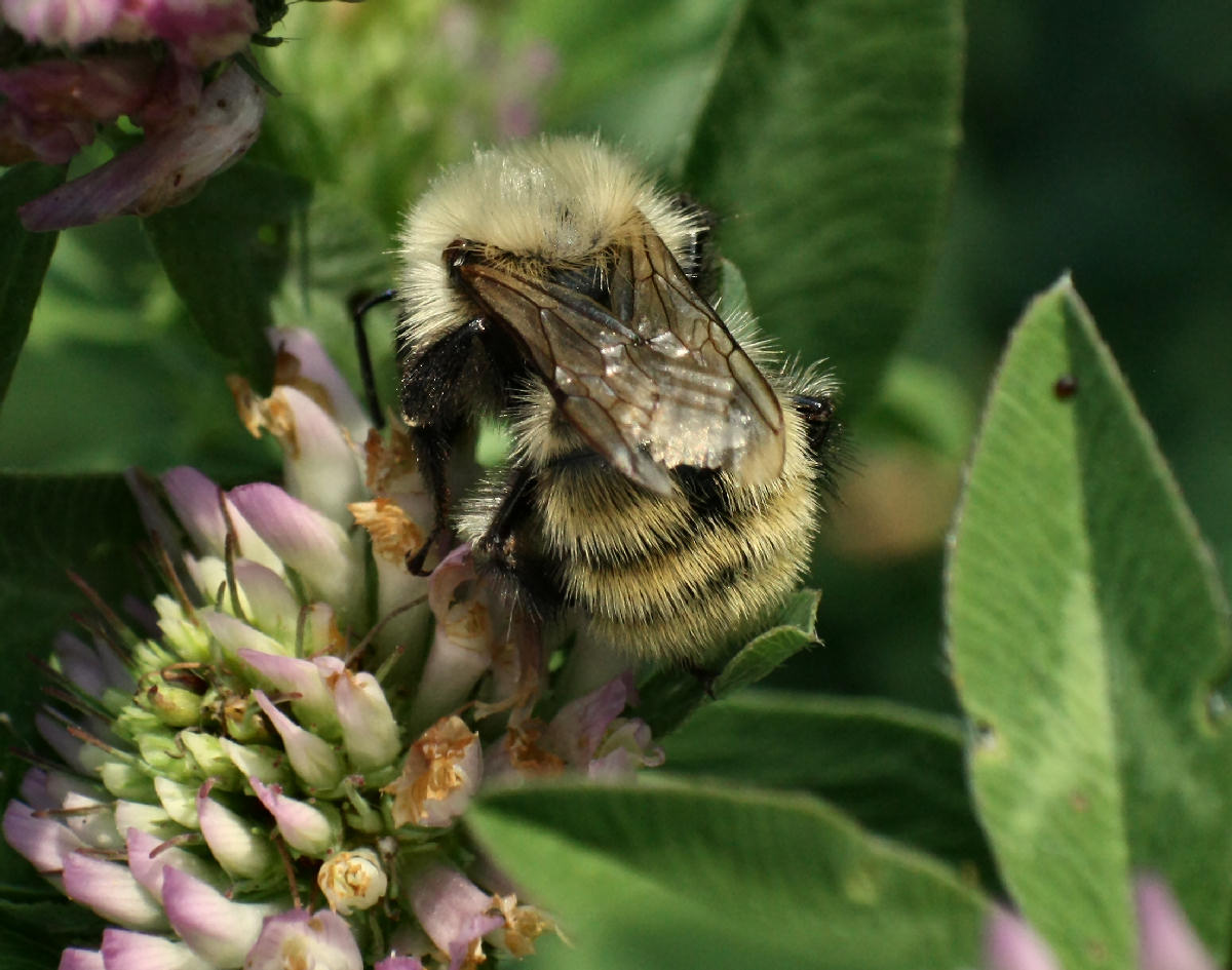  un Bombus ?